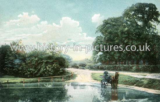 Golding Pond, Loughton, Epping Forest, Essex. c.1907